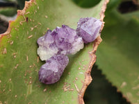 Natural Amethyst Spirit Quartz Specimens x 111 From Boekenhouthoek, South Africa