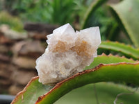 Natural Amethyst Spirit Quartz Specimens x 111 From Boekenhouthoek, South Africa