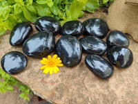 Polished Pharaoh Stone Palm Stones x 12 From Zimbabwe