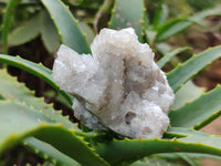 Natural Spirit Quartz Clusters x 12 From Boekenhouthoek, South Africa