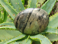 Polished Pharaoh Stone Palm Stones x 6 From Zimbabwe