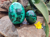 Polished Flower Banded Malachite Gemstone Eggs x 2 From Congo