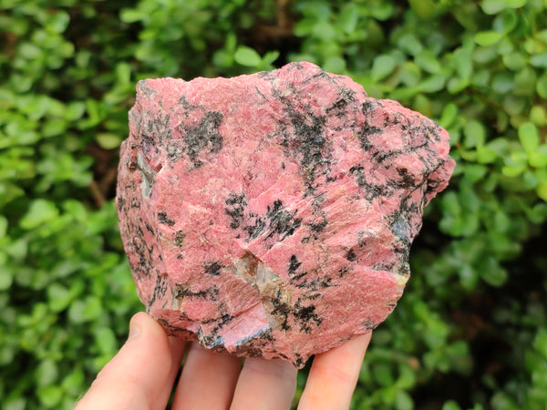 Natural Rhodonite Specimens x 2 From Zimbabwe