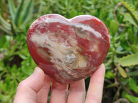 Polished Podocarpus Petrified Wood Hearts x 2 From Mahajanga, Madagascar