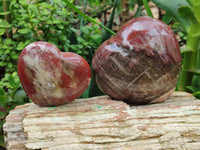 Polished Podocarpus Petrified Wood Hearts x 2 From Mahajanga, Madagascar