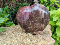 Polished Podocarpus Petrified Wood Hearts x 2 From Mahajanga, Madagascar