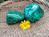 Polished Flower Banded Malachite Free Forms x 2 From Congo