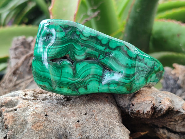 Polished Flower Banded Malachite Free Forms x 2 From Congo