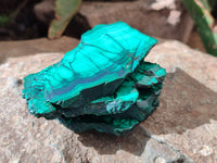 Polished Flower Banded Malachite Slices x 24 From Congo