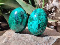 Polished Rare Extra Large Flower Banded Malachite Eggs  - Sold Per Item - From Congo