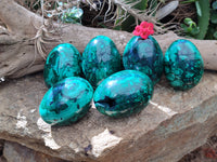 Polished Rare Extra Large Flower Banded Malachite Eggs  - Sold Per Item - From Congo