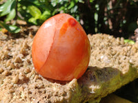 Polished Carnelian Standing Free Forms x 6 From Madagascar