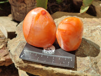 Polished Carnelian Standing Free Forms x 6 From Madagascar