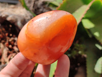 Polished Carnelian Standing Free Forms x 6 From Madagascar