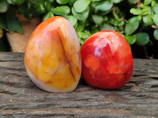 Polished Carnelian Standing Free Forms x 6 From Madagascar