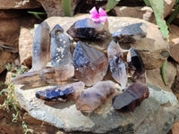 Natural Smokey Quartz Crystals x 12 From Zomba, Malawi