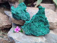 Natural Silky Malachite Specimens x 2 From Kasompe, Congo