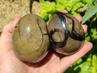 Polished Septerye Sauvage "Dragons" Eggs x 5 From Mahajanga, Madagascar