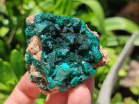 Natural Dioptase On Dolomite Specimens x 4 From Likasi, Congo