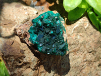 Natural Dioptase On Dolomite Specimens x 4 From Likasi, Congo