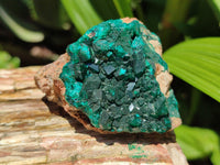 Natural Dioptase On Dolomite Specimens x 4 From Likasi, Congo