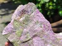 Natural Stichtite Specimen x 1 From Barberton, South Africa