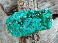 Natural Dioptase On Dolomite Specimens x 4 From Likasi, Congo