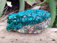 Natural Dioptase On Dolomite Specimens x 4 From Likasi, Congo