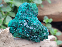 Natural Dioptase On Dolomite Specimens x 4 From Likasi, Congo