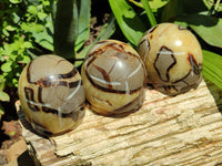 Hand Made Septerye Tortoise Carvings x 4 From Madagascar