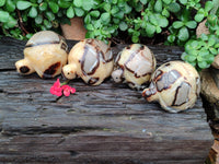 Hand Made Septerye Tortoise Carvings x 4 From Madagascar