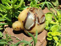 Hand Made Septerye Tortoise Carvings x 4 From Madagascar