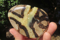 Polished Septerye Slices x 12 From Madagascar