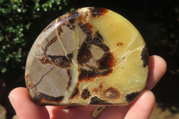 Polished Septerye Slices x 12 From Madagascar