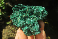 Natural Silky Malachite Specimens x 12 From Kasompe, Congo