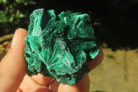 Natural Silky Malachite Specimens x 12 From Kasompe, Congo