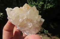 Natural Spirit Quartz Clusters x 24 From Boekenhouthoek, South Africa