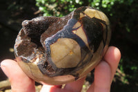 Polished Medium Septerye Sauvage "Dragons" Eggs - Sold Per Item - From Madagascar