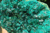 Natural Dioptase Cabinet Specimen x 1 From Reneville Brazzaville, Congo