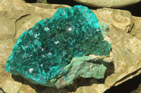 Natural Dioptase Cabinet Specimen x 1 From Reneville Brazzaville, Congo