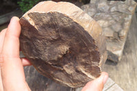 Polished Petrified Wood Slices x 3 From Zimbabwe