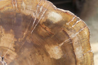 Polished Petrified Wood Slices x 3 From Zimbabwe