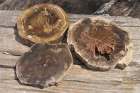 Polished Petrified Wood Slices x 3 From Zimbabwe