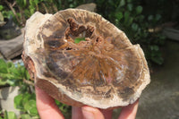 Polished Petrified Wood Slices x 3 From Zimbabwe