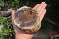 Polished Petrified Wood Slices x 3 From Zimbabwe