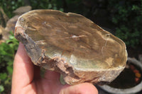 Polished Petrified Wood Slices x 3 From Zimbabwe