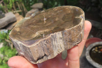 Polished Petrified Wood Slices x 3 From Zimbabwe