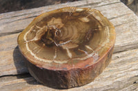 Polished Petrified Wood Slices x 3 From Zimbabwe