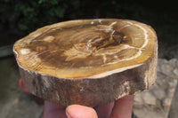 Polished Petrified Wood Slices x 3 From Zimbabwe