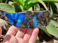 Polished On One Side Labradorite x 6 From Tulear, Madagascar